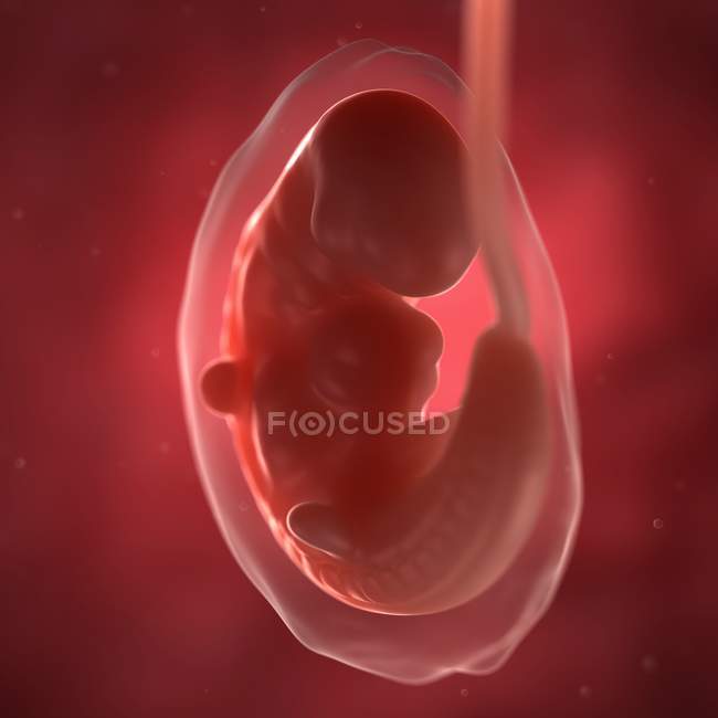 Vista de Fetus às 6 semanas — Fotografia de Stock