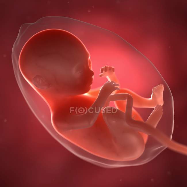 View of Fetus at 28 weeks — Stock Photo