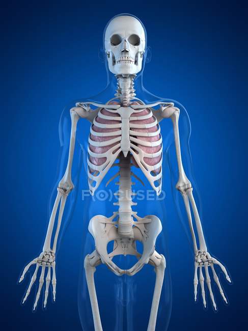 Human lungs in rib cage — Stock Photo