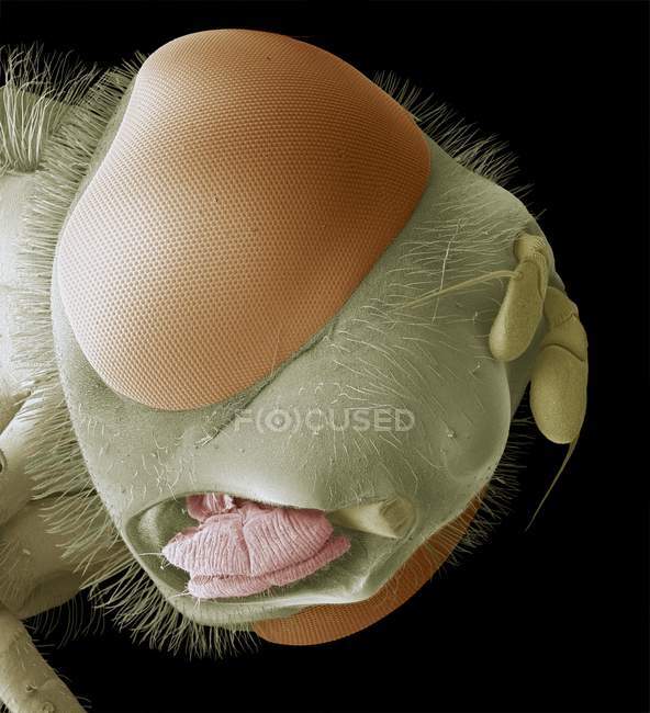 Anatomia da cabeça da mosca — Fotografia de Stock
