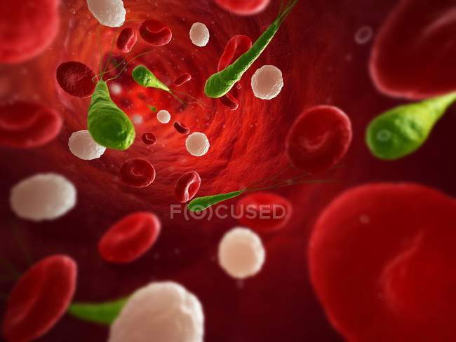 Bacterias patógenas en el torrente sanguíneo - foto de stock