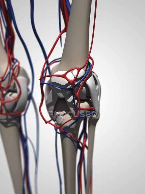 Articulation du genou et du système vasculaire — Photo de stock