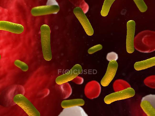 Pathogenic bacteria in the blood stream — Stock Photo