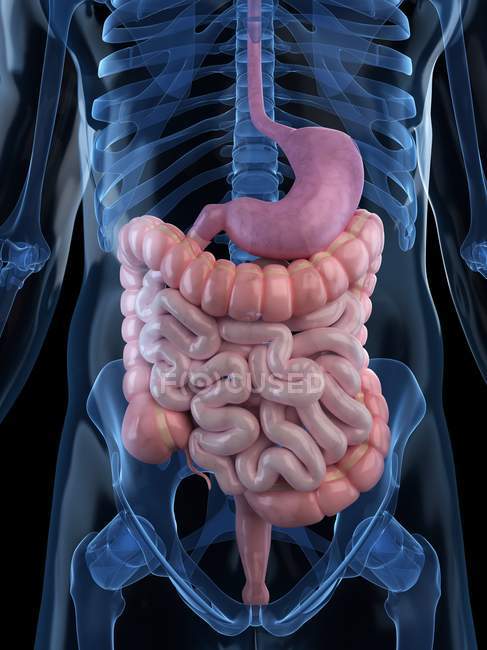 Sistema digestivo saludable - foto de stock