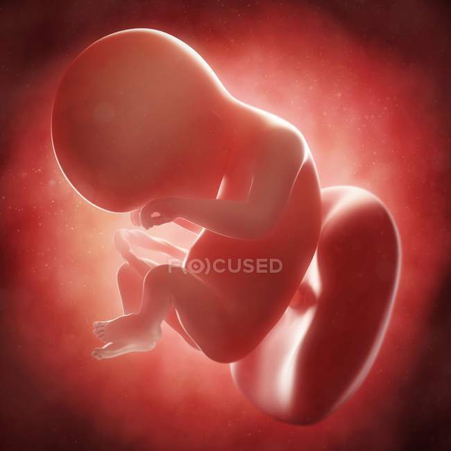 Vista del feto a las 18 semanas - foto de stock