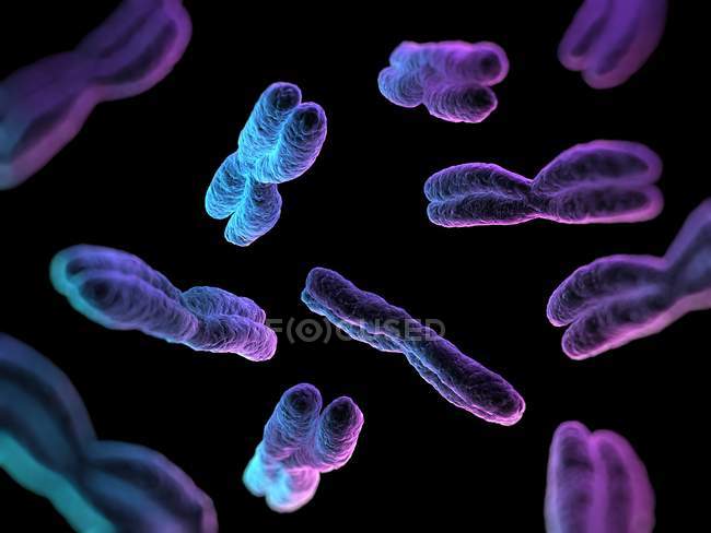 Метафазная хромосомная структура — стоковое фото