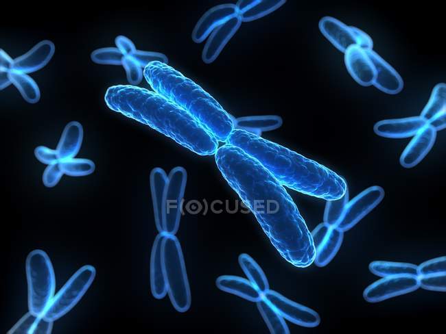 Cromosomas de cuatro brazos - foto de stock