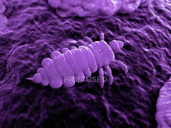 Adult parasitic louse — Stock Photo