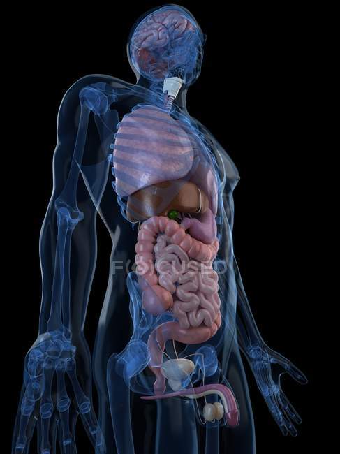 Normale menschliche Anatomie — Stockfoto