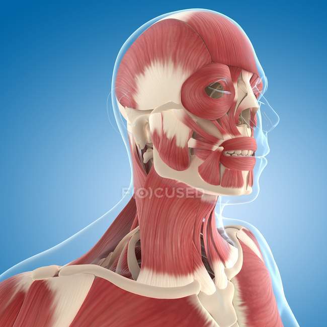 Musculatura do pescoço e da cabeça — Fotografia de Stock