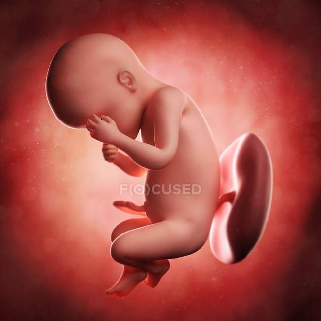 Vista del feto a las 30 semanas - foto de stock