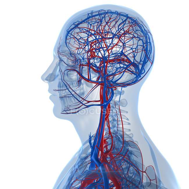Blutversorgungsnetz des menschlichen Kopfes — Stockfoto