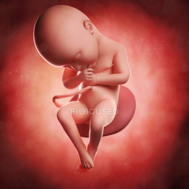 Vista del feto a 36 settimane — Foto stock