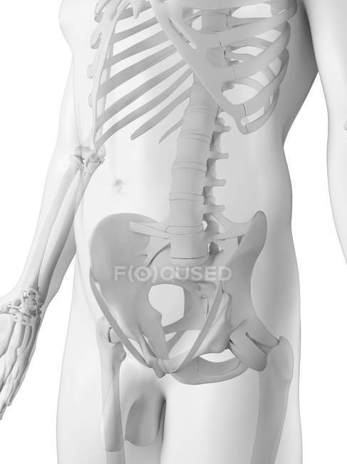 Huesos pélvicos y articulaciones de cadera - foto de stock