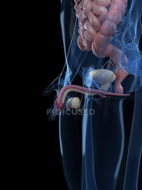 Órgãos que compreendem o sistema reprodutor masculino — Fotografia de Stock