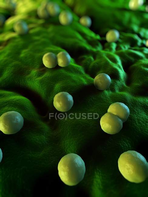 Infezione batterica del rivestimento del tessuto — Foto stock