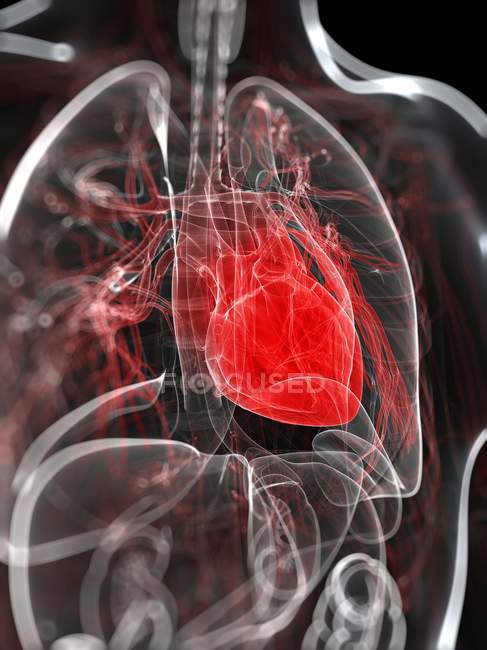 Погляд на анатомію серця — стокове фото
