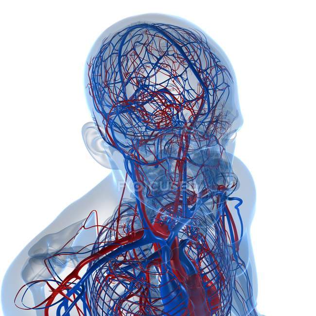 Herz-Kreislauf-System transportiert Nährstoffe und Sauerstoff — Stockfoto