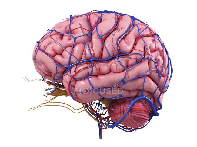 Cerveau humain avec réseau de vaisseaux sanguins — Photo de stock