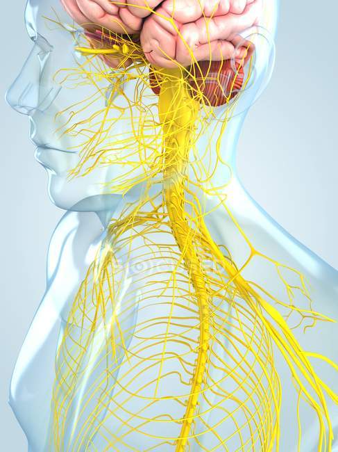 Центральна нервова система — стокове фото