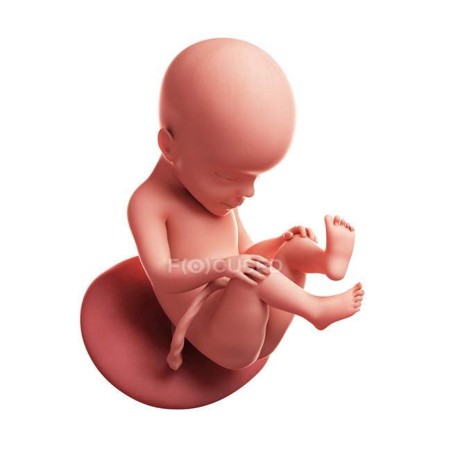 Vue du foetus à 27 semaines — Photo de stock