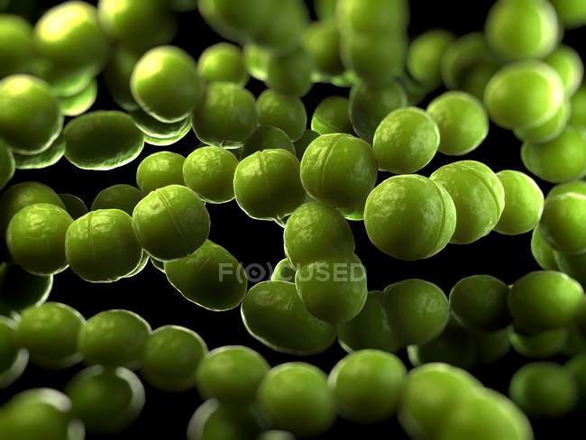 Стрептокок бактерій структуру — стокове фото