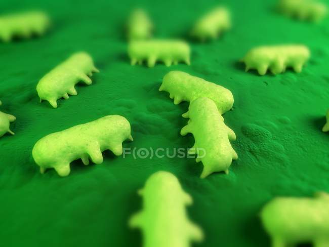 SP. бактеріями сальмонели на поверхні тканини — стокове фото