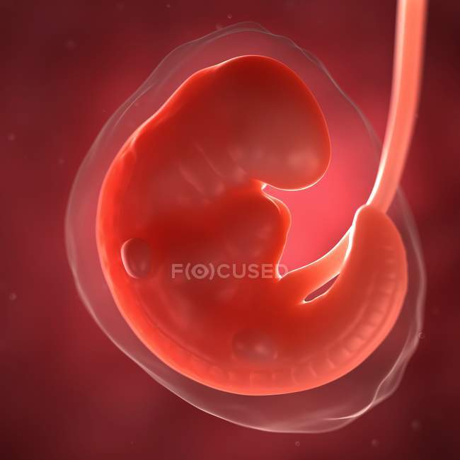 Vue du foetus à 6 semaines — Photo de stock