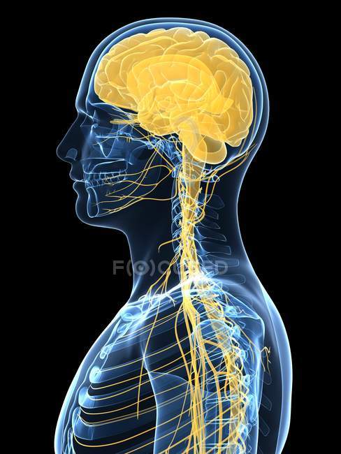 Sistema nervioso central - foto de stock
