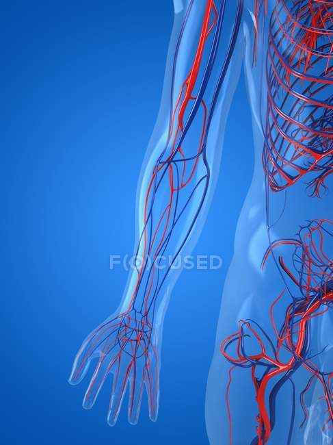 Afflusso di sangue del braccio umano — Foto stock