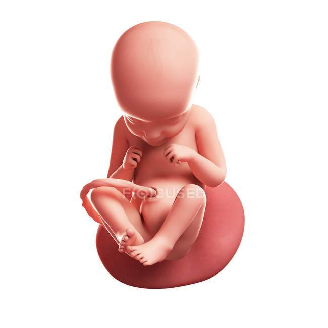 View of Fetus at 29 weeks — Stock Photo