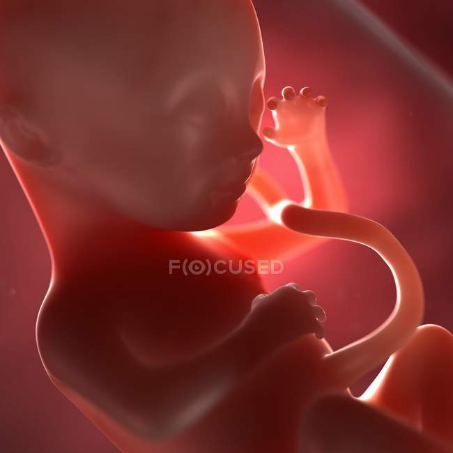 Vista del feto a las 28 semanas - foto de stock