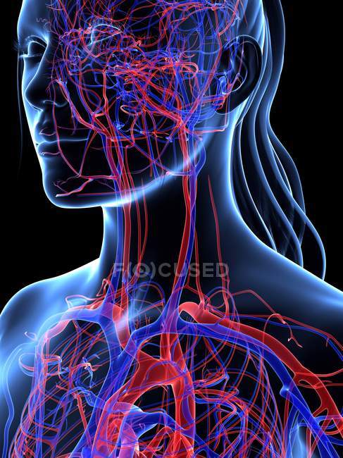 Blood supply of neck and head — Stock Photo