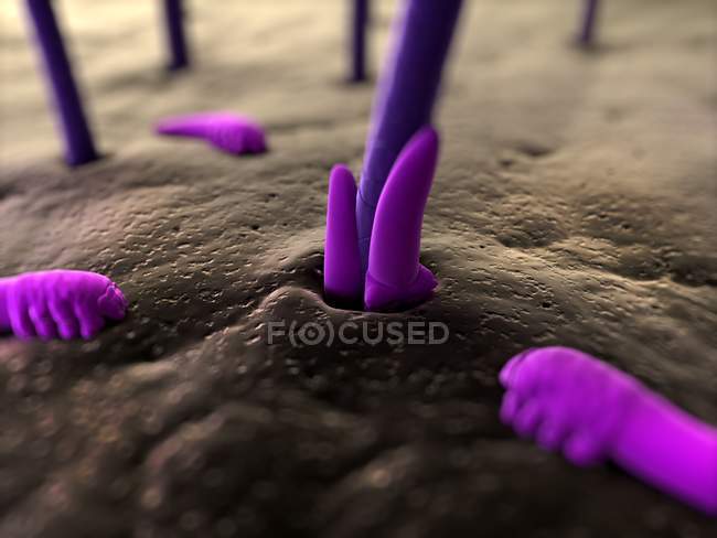 Human eyelash mites — Stock Photo