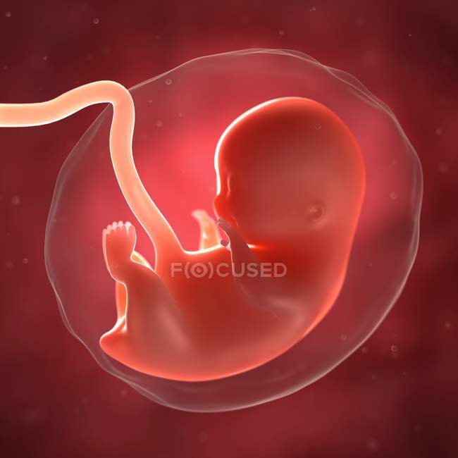 Vue du foetus à 8 semaines — Photo de stock