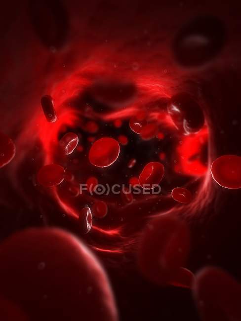Normal blood cells in artery — Stock Photo