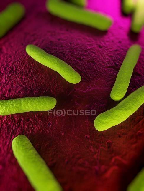 Escherichia coli bacterias patógenas - foto de stock