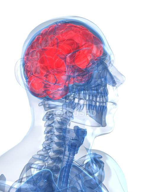 Анатомія людського мозку і череп — стокове фото