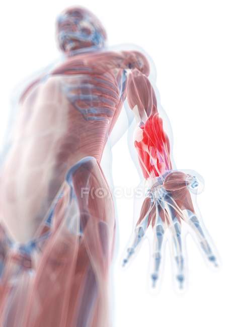 Lower arm anatomy — Stock Photo