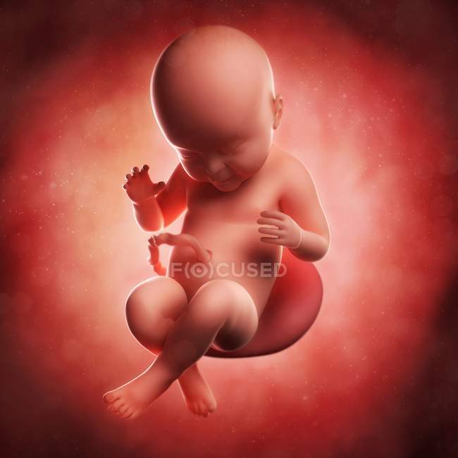 Vue du foetus à 40 semaines — Photo de stock