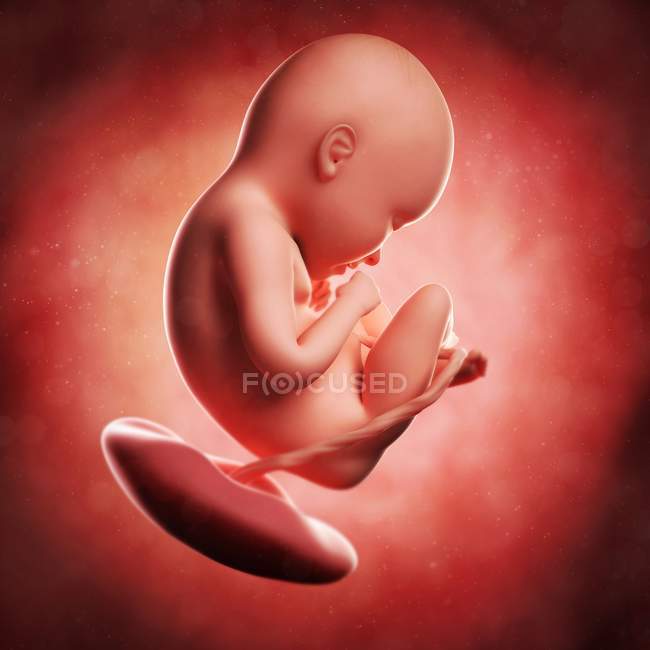 Vista del feto a las 35 semanas - foto de stock