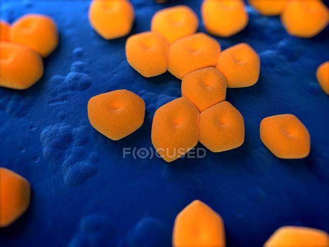 Бактерії інфекції Acinetobacter SP. — стокове фото