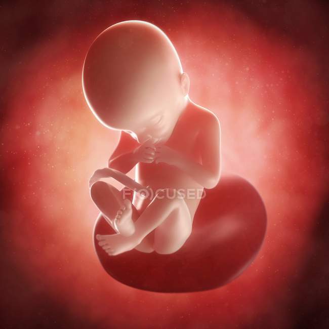 Vista del feto a 21 settimane — Foto stock