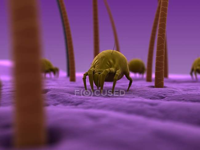 House dust mites — Stock Photo