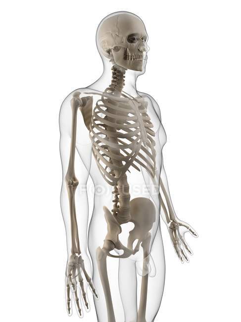 Squelette humain mettant l'accent sur la région thoracique — Photo de stock