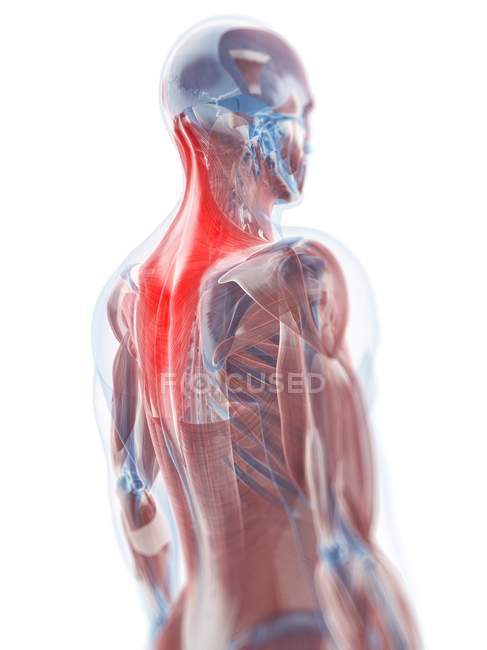 Vue du muscle trapèze — Photo de stock