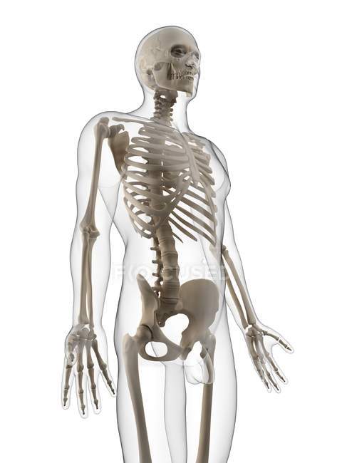 Menschliches Skelett mit Schwerpunkt auf Brustbereich — Stockfoto