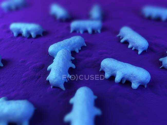 Salmonella sp. bactéries à la surface des tissus — Photo de stock