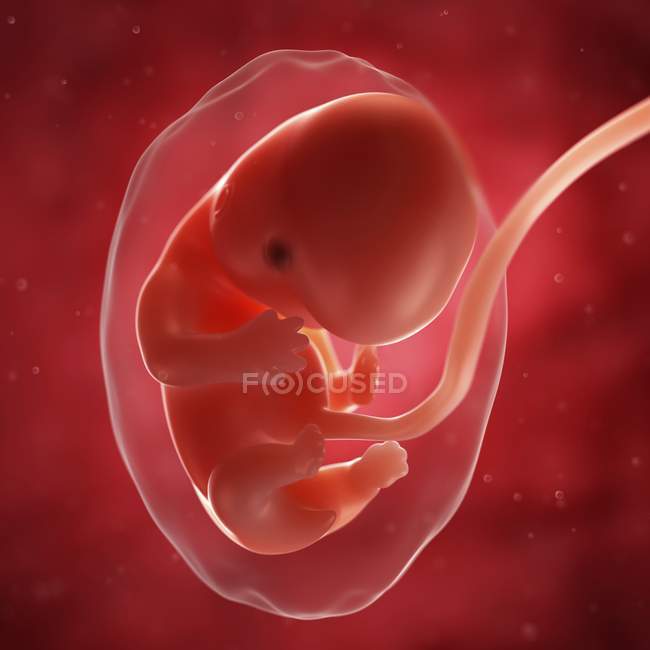 Vista del feto a las 7 semanas - foto de stock