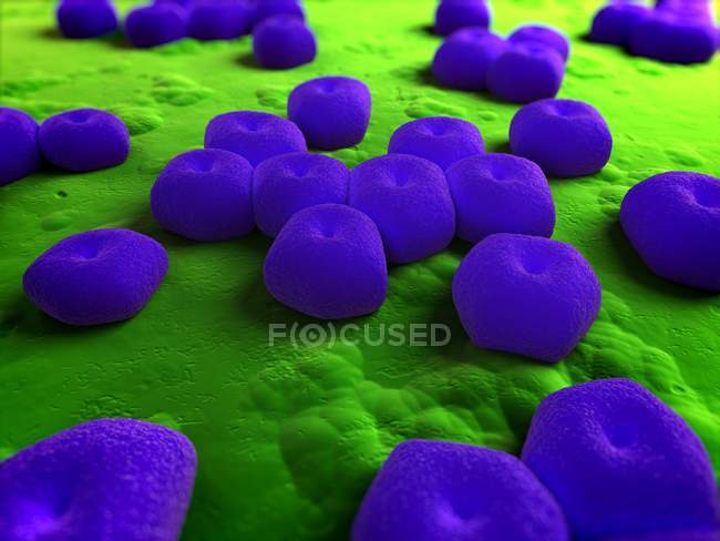 Acinetobacter sp. бактериальная инфекция — стоковое фото